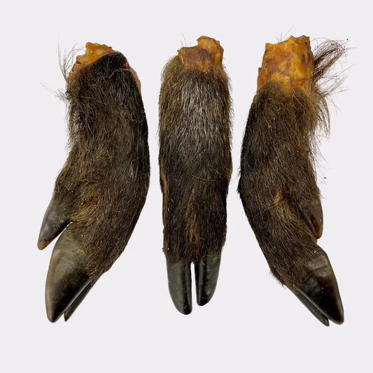 Hairy Wild Boar Legs 5pcs